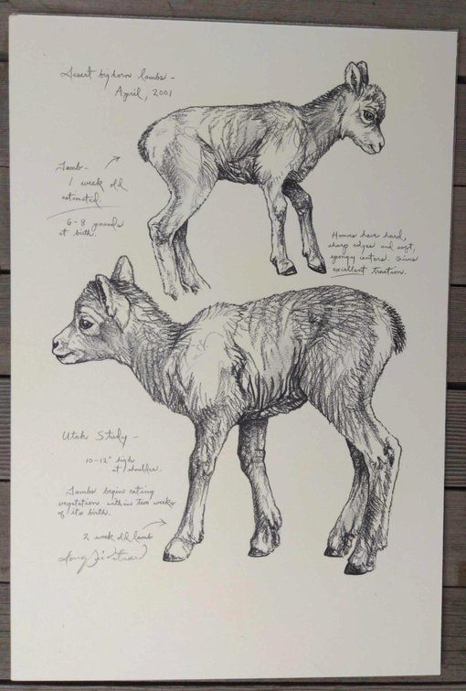Desert Bighorn Lambs Field Style Sketch 