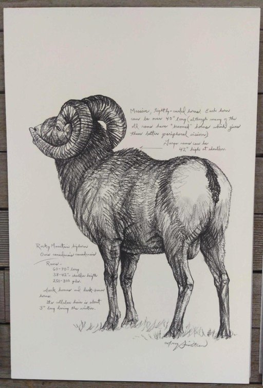 Rocky Mountain Bighorn Field Style Sketch 