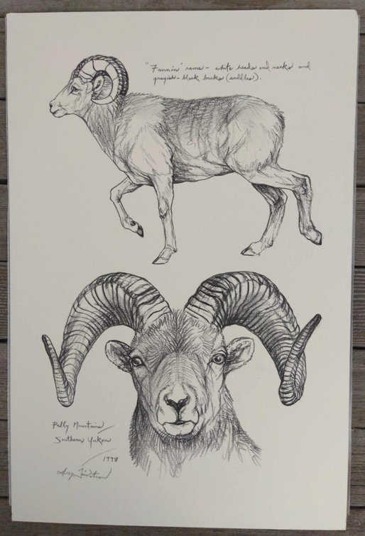 Fannin Sheep Field Style Sketch 
