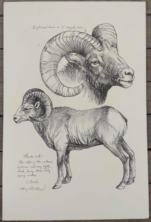 Bighorn Ram Field Style Sketch #2