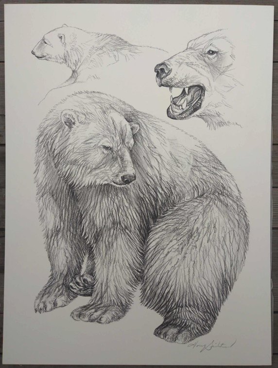 Polar Bear Field Style Sketch 