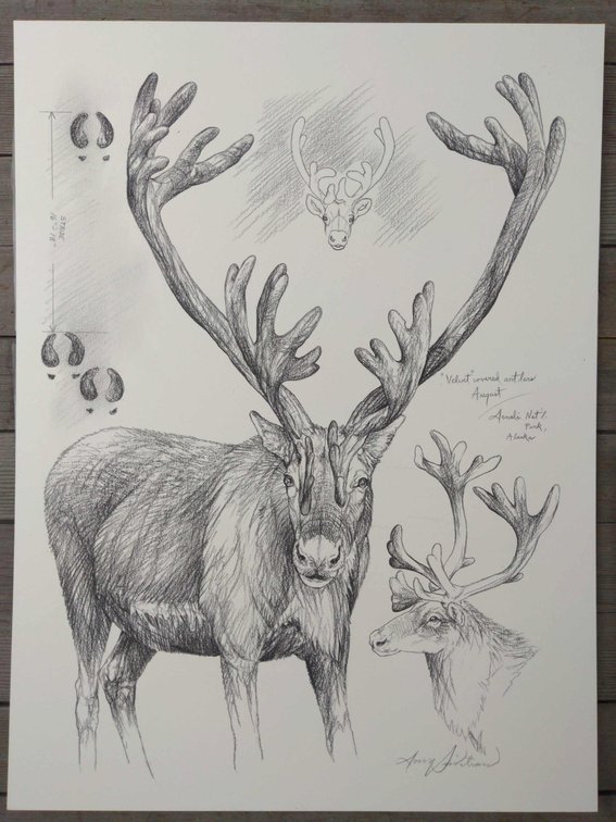 Caribou Field Style Sketch 