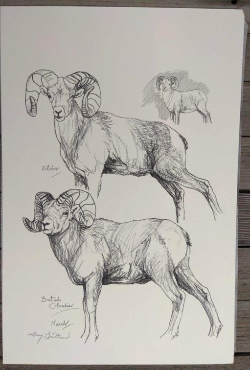 Bighorn Ram Field Style Sketch #3