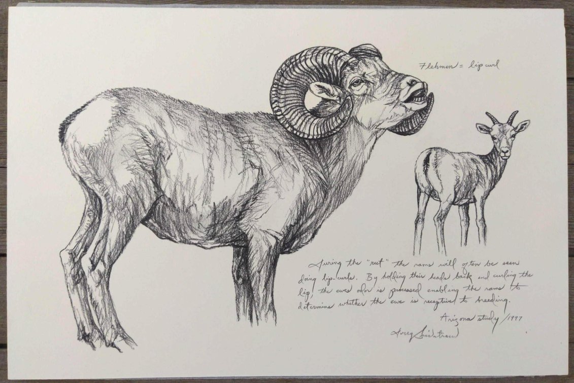 Desert Bighorn Ram Field Style Sketch #2