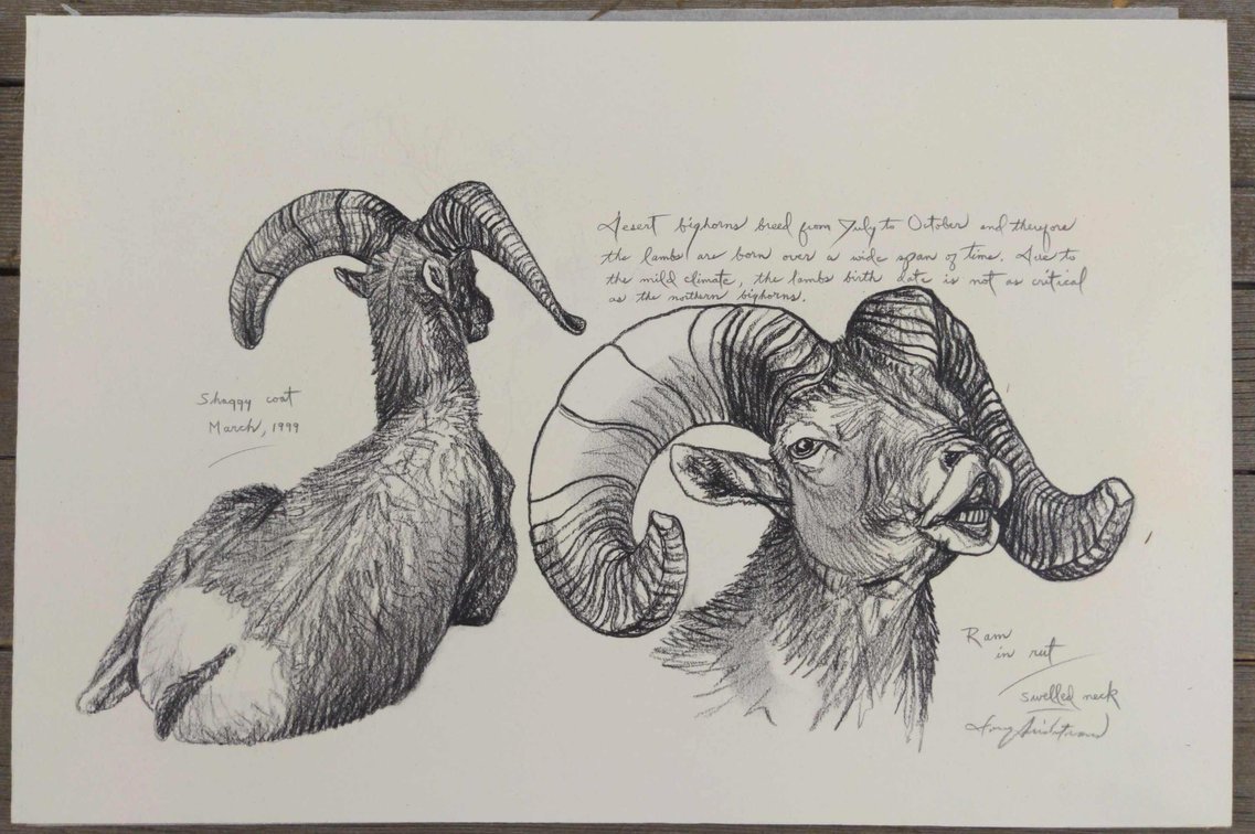 Desert Bighorn Ram Field Style Sketch #3