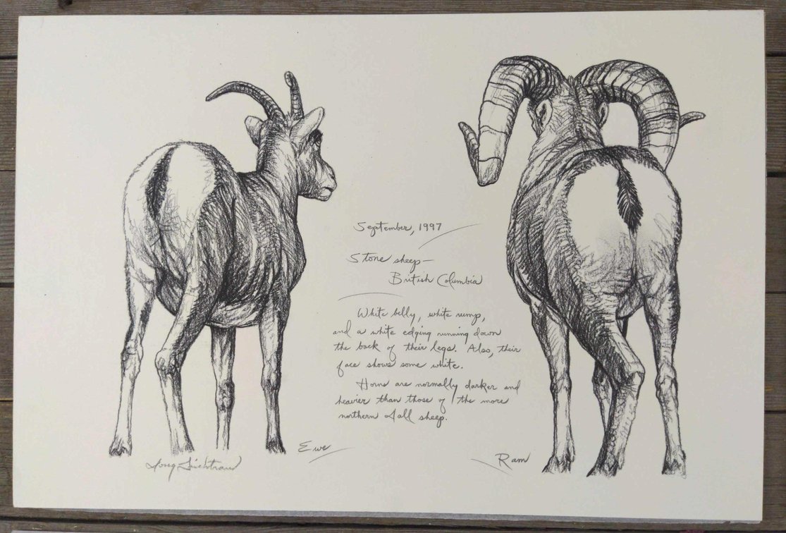 Stone Sheep Field Style Sketch