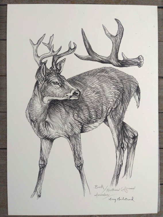 Blacktail Deer Field Style Sketch