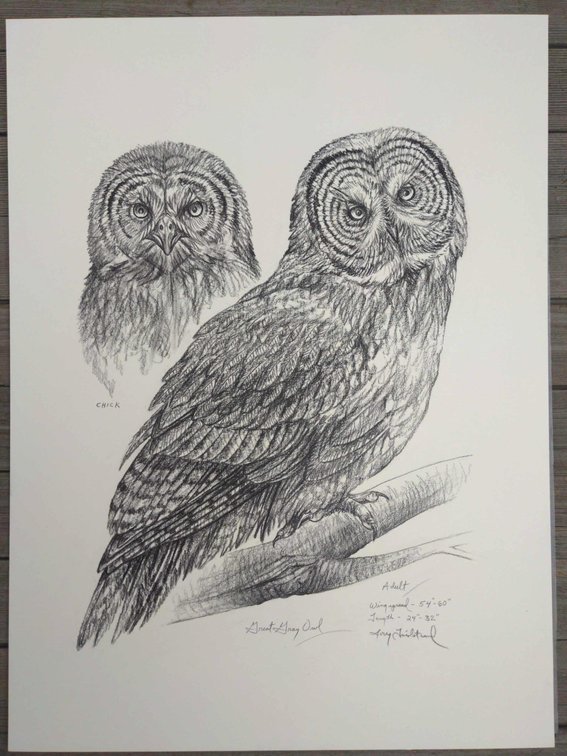 Great Gray Owl Field Style Sketch 