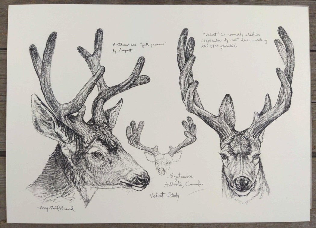 Mule Deer Field Style Sketch 