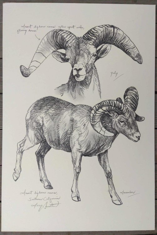 Desert Bighorn Ram Field Style Sketch #4