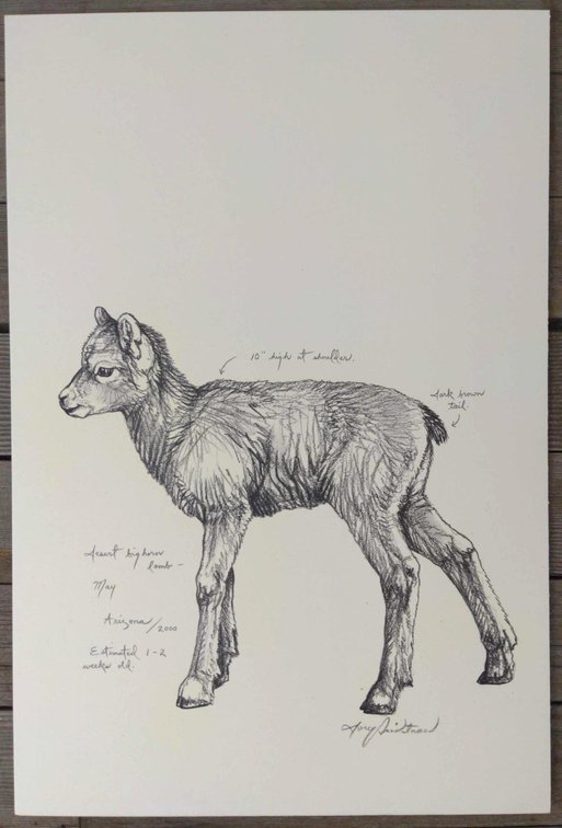 Desert Bighorn Lamb Field Style Sketch #2
