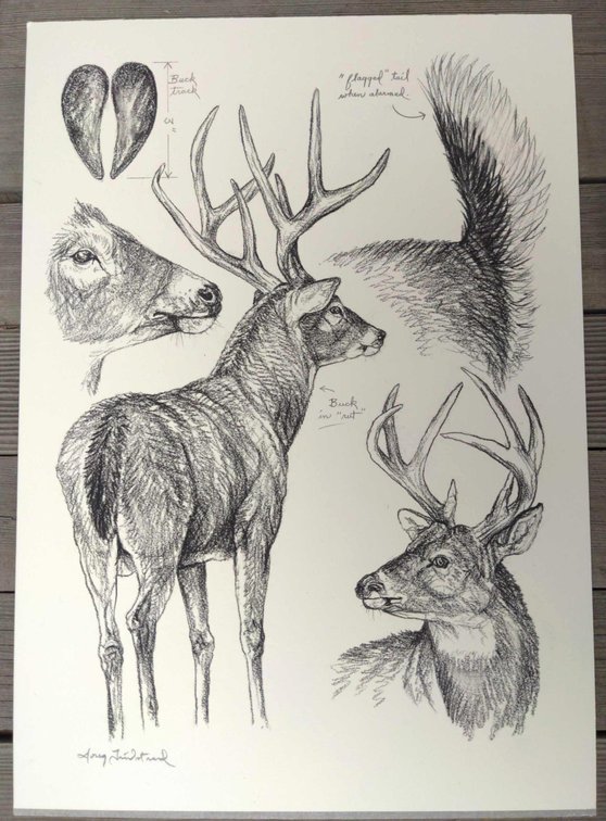 Deer Field Style Sketch