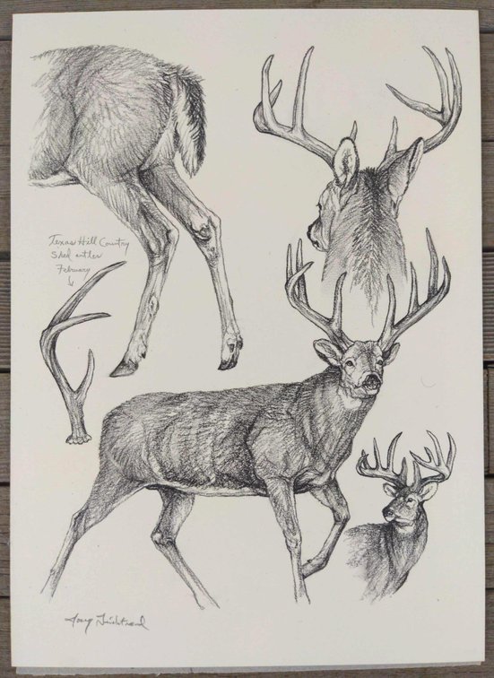 Mule Deer Field Style Sketch #2