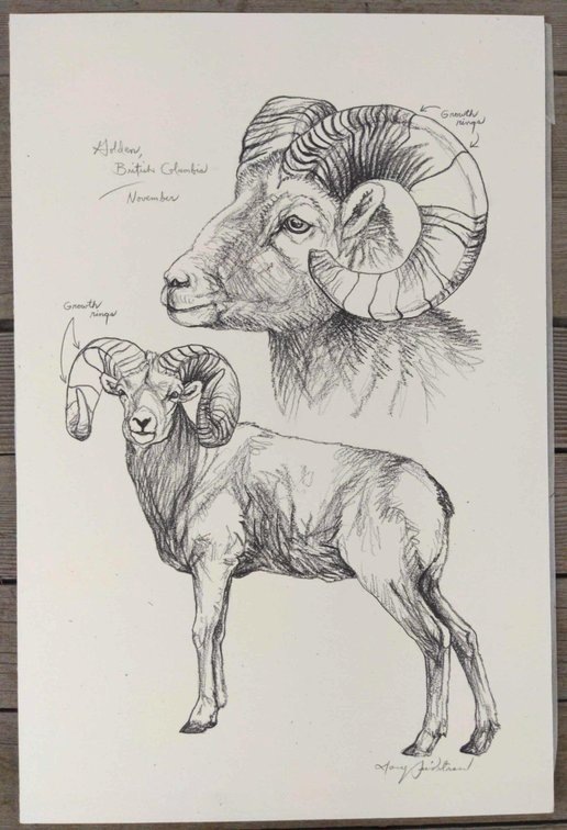 Bighorn Ram Field Style Sketch #4
