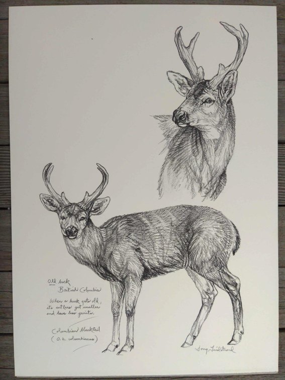 Blacktail Deer Field Style Sketch #2