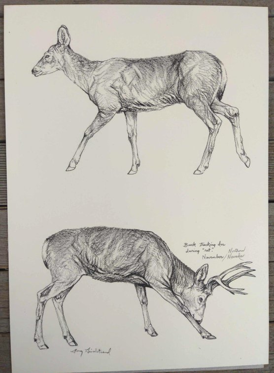 Mule Deer Field Style Sketch #3