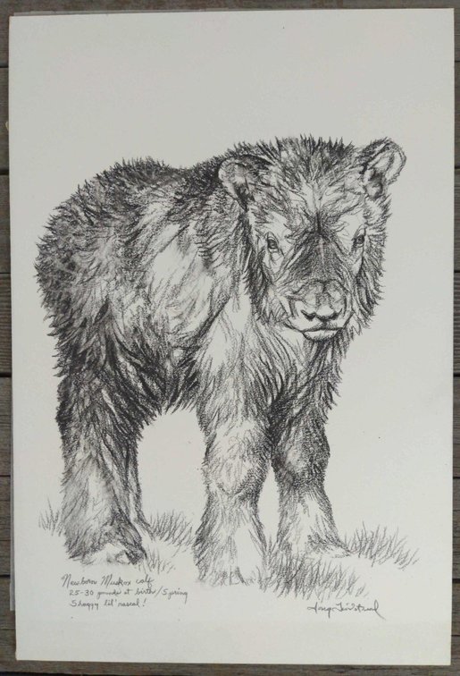 Muskox Calf Field Style Sketch