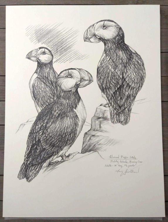 Horned Puffin Field Style Sketch 