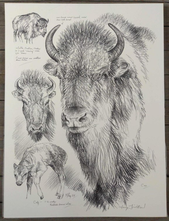 Bison Field Style Sketch
