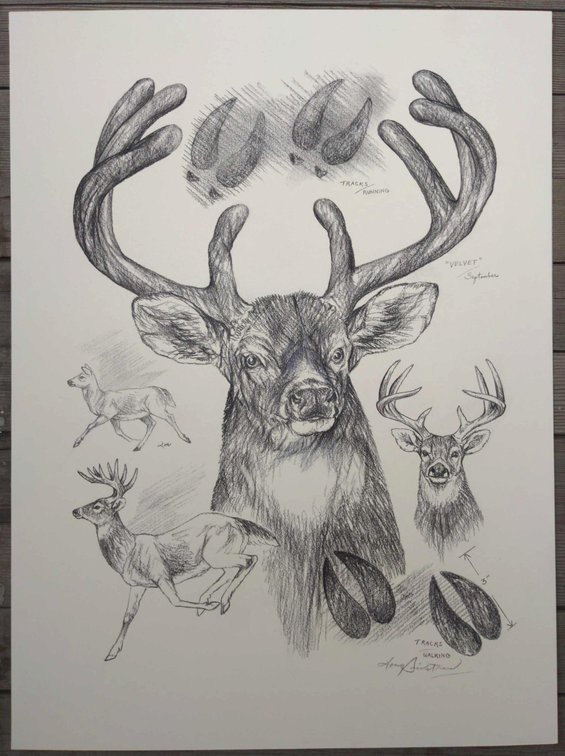Stag Field Style Sketch