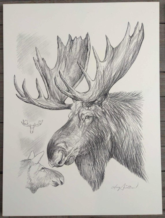 Moose Field Style Sketch