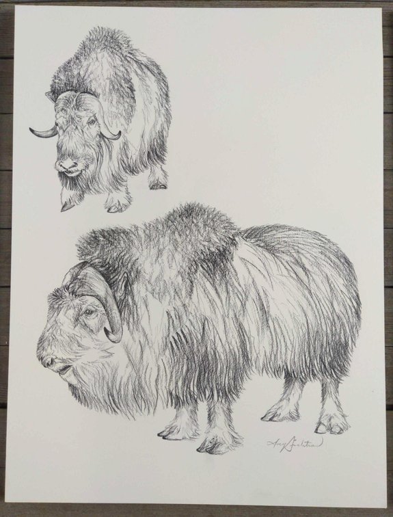 Muskox Field Style Sketch