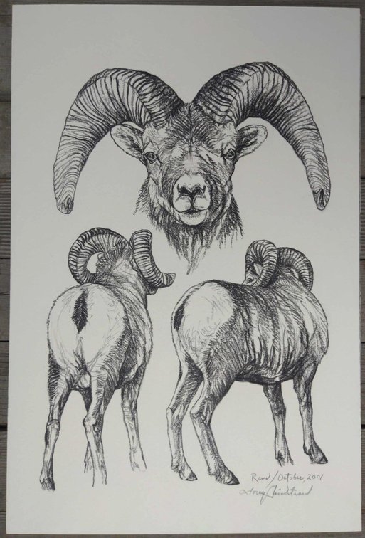 Ram Field Style Sketch 