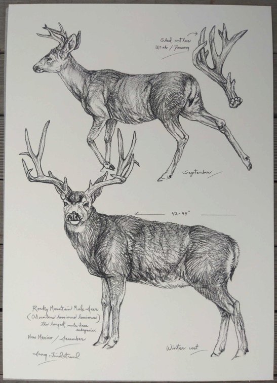 Rocky Mountain Mule Deer Field Style Sketch 