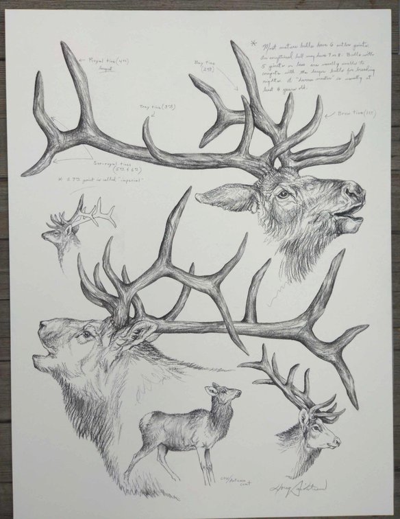 Elk Field Style Sketch 