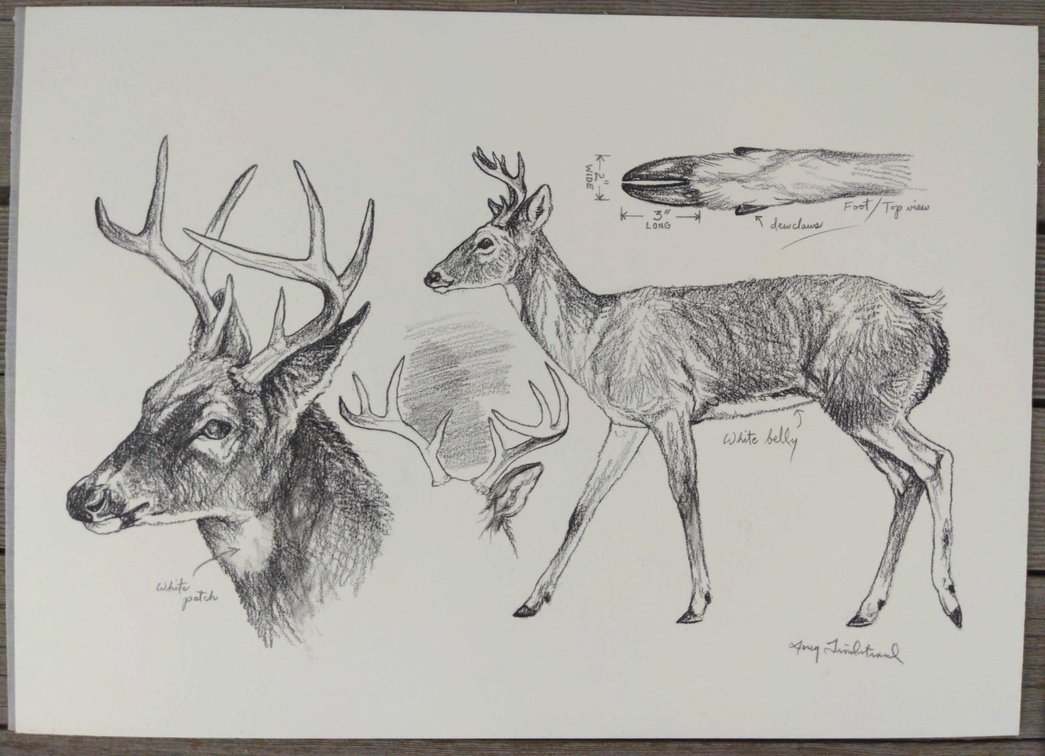 Deer Field Style Sketch #3