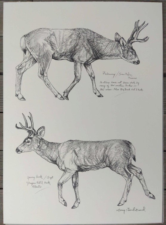Mule Deer Field Style Sketch #4