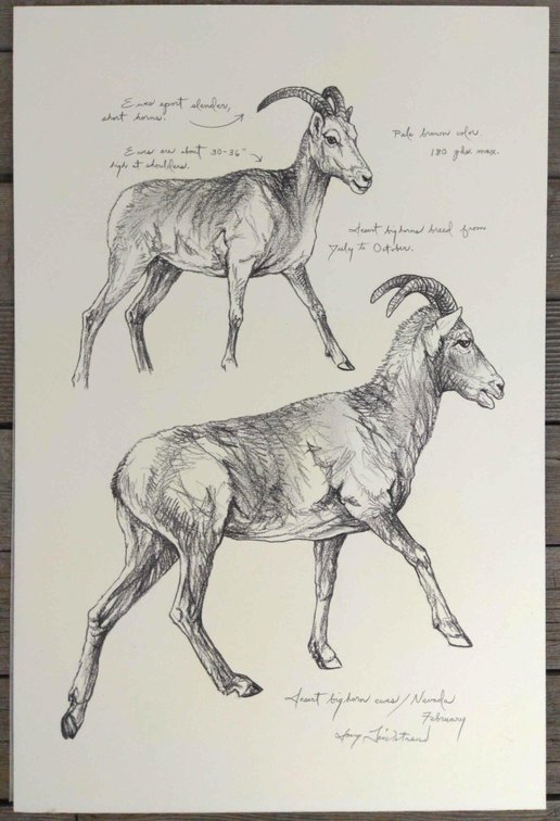 Desert Bighorn Ewes Field Style Sketch 