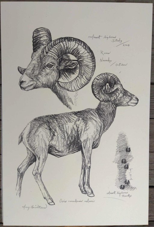 Desert Bighorn Ram Field Style Sketch #5