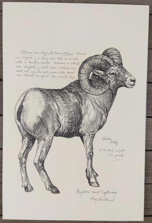 Bighorn Ram Field Style Sketch #5