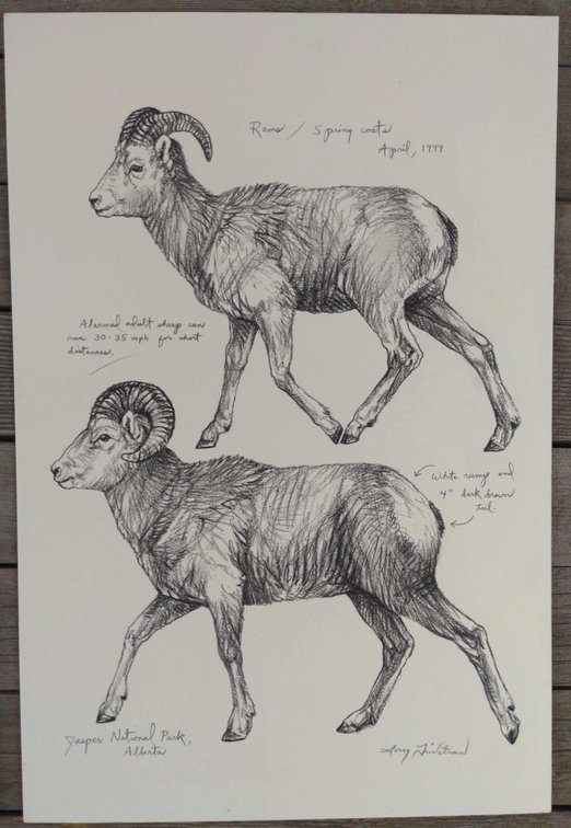 Juvenile Bighorn Rams Field Style Sketch 