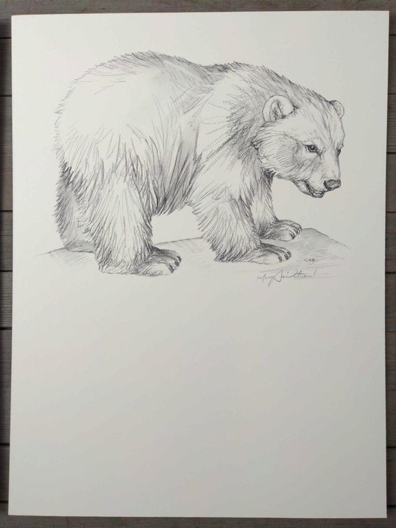 Bear Cub Field Style Sketch
