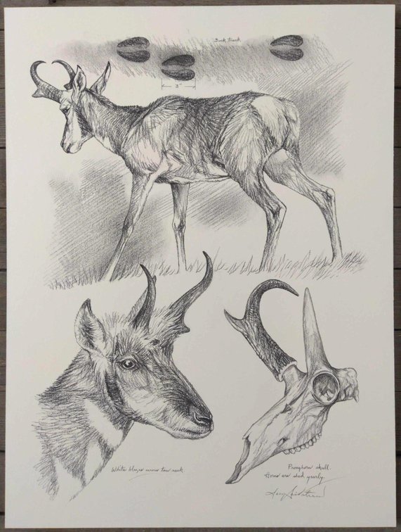 Pronghorn Field Style Sketch #2