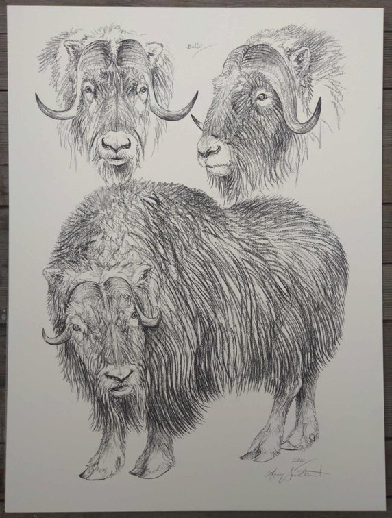 Muskox Field Style Sketch #2