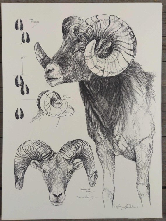 Ram Field Style Sketch 