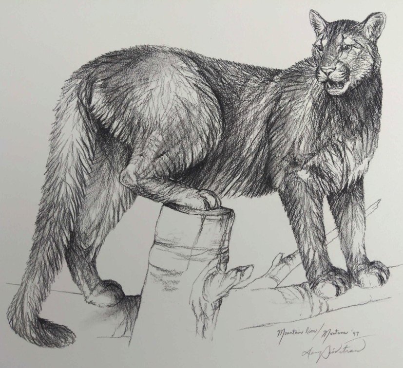 Mountain Lion Field Style Sketch 