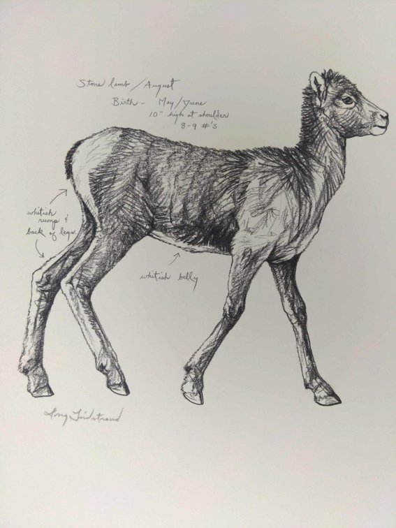 Stone Sheep Lamb Field Style Sketch