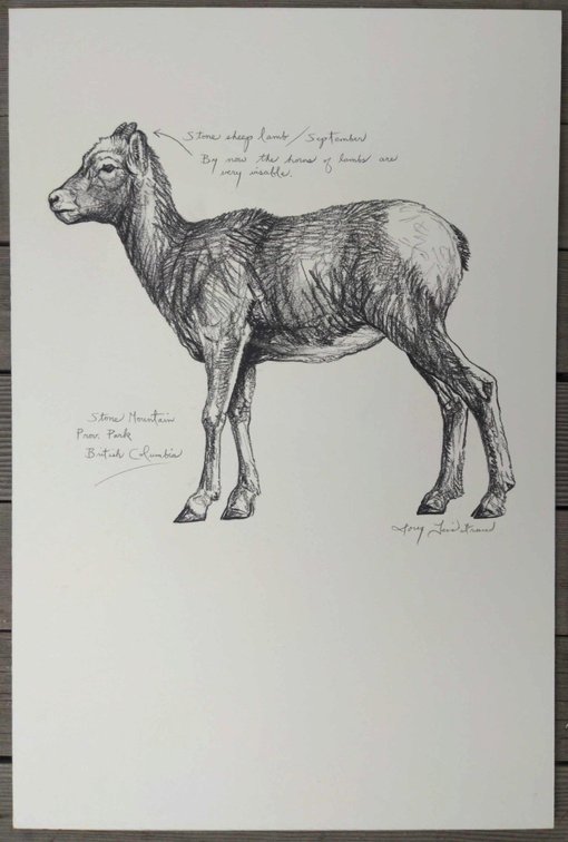 Stone Sheep Lamb Field Style Sketch #2