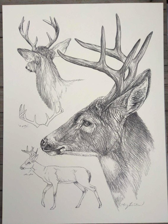 Buck Field Style Sketch 