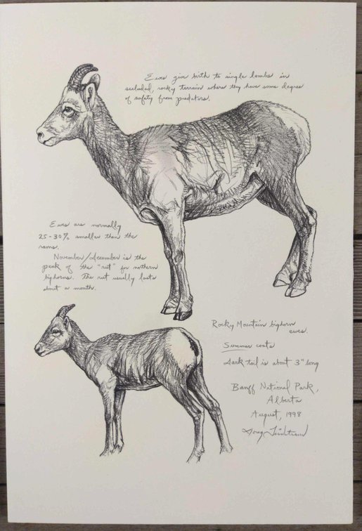 Rocky Mountain Bighorn Ewe Field Style Sketch 