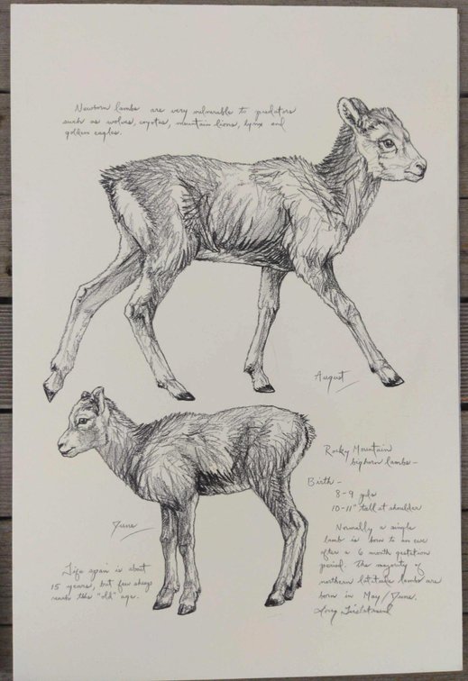 Rocky Mountain Bighorn Lambs Field Style Sketch 