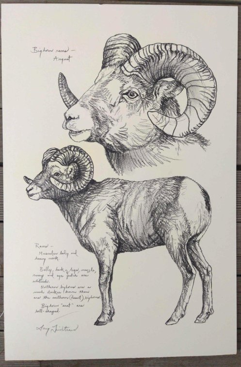 Bighorn Ram Field Style Sketch #6