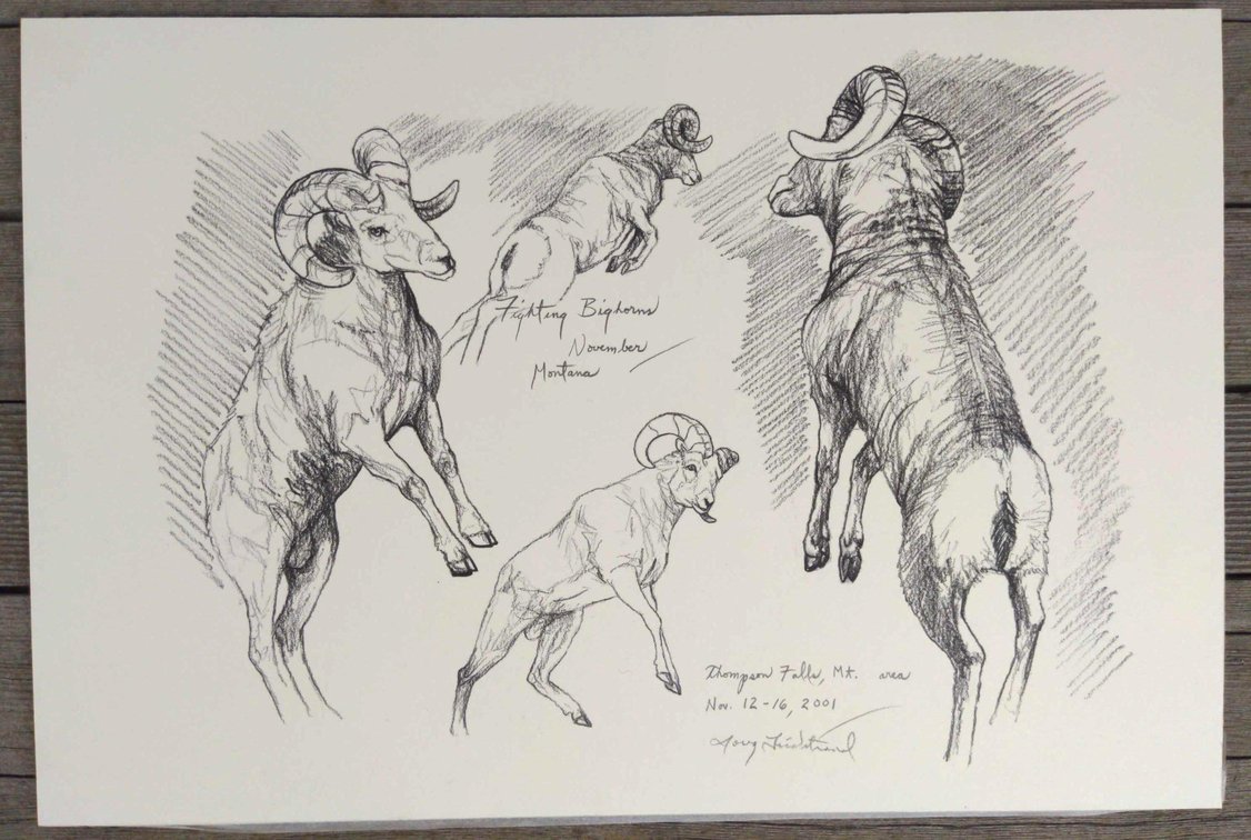 Fighting Bighorn Rams Field Style Sketch 