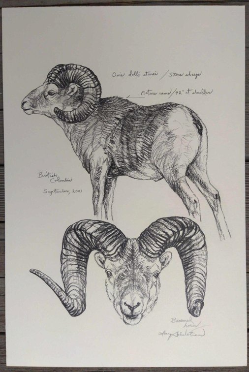 Stone Sheep Ram Field Style Sketch 
