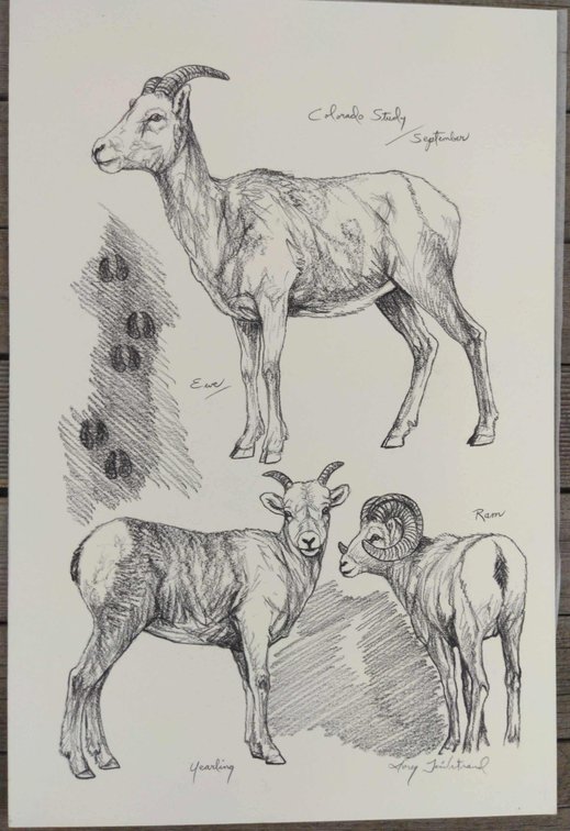 Colorado Raw, Ewe & Yearling Field Style Sketch 