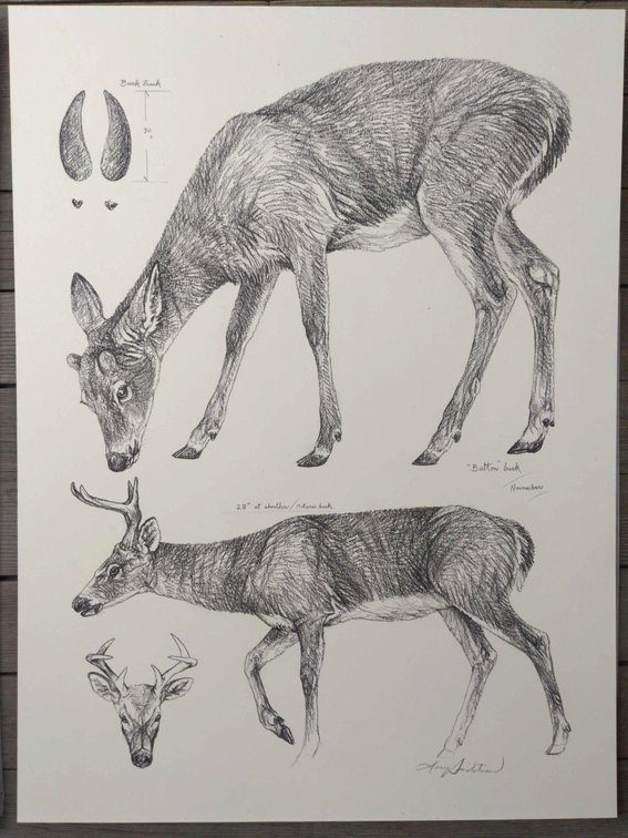 Buck Field Style Sketch #2